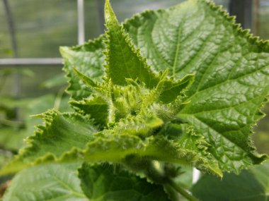 Baş, salatalık sapının başlangıcı. Yakın plan..