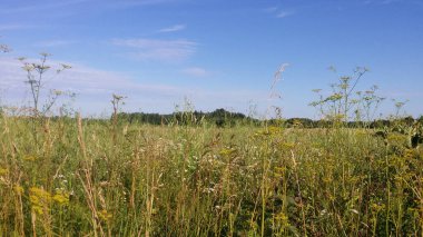 Mavi gökyüzünün altında, biçilmemiş bir tarlanın önündeki yabani çayır çimenliği..