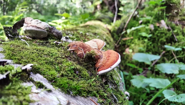 Champignon Heterobasidion Vivace Sur Arbre Tombé Dans Végétation Forestière — Photo