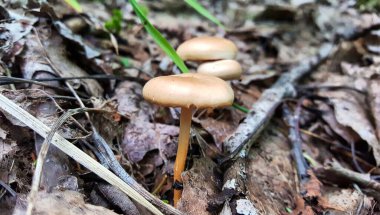 Bej renkli Collibia mantarları sık bir orman yeşilliği katmanında duruyor. Yakın plan..