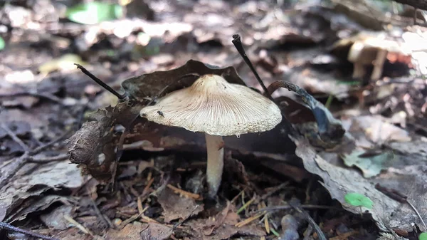 Avec Son Chapeau Champignon Soulève Regarde Sous Les Feuilles Tombées — Photo