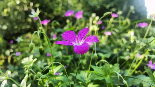 Geranium Sanguineum Květina Zblízka Květinovém Trávníku Royalty Free Stock Fotografie