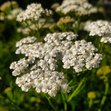 Kirişin beyaz cilvesi, her küçük çiçek detaylarıyla görülebilir..