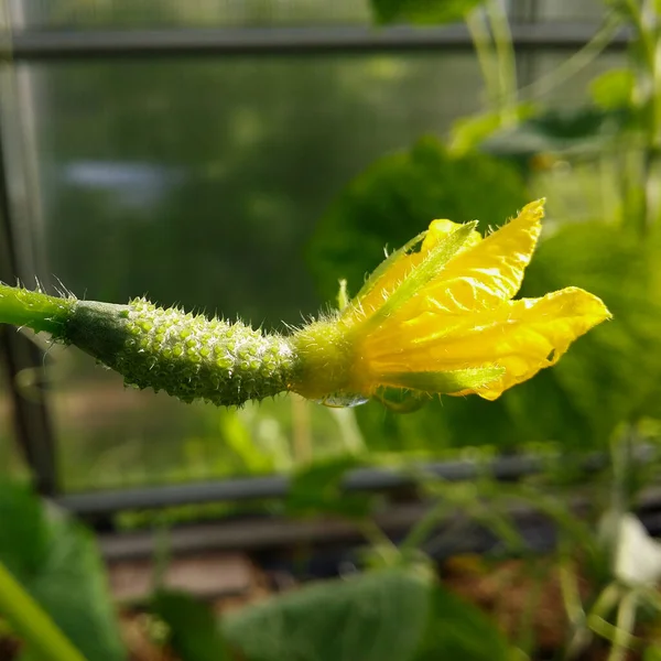 Salatalık yumurtalığı, su damlacıkları ve çiçeklerle yakın plan..