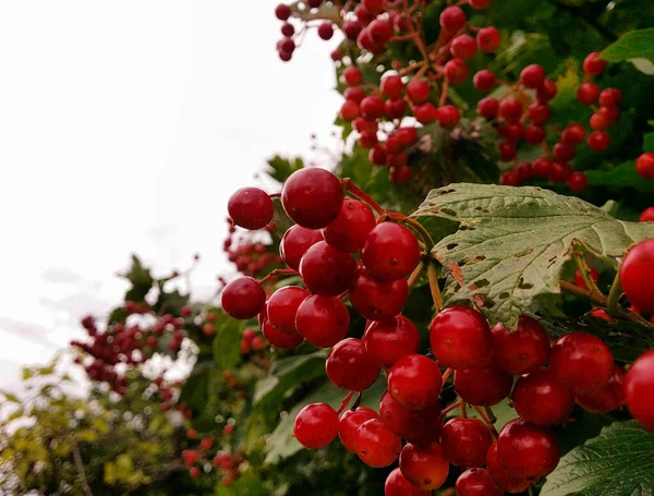 Banda Červených Viburnum Své Vlastní Větvi — Stock fotografie