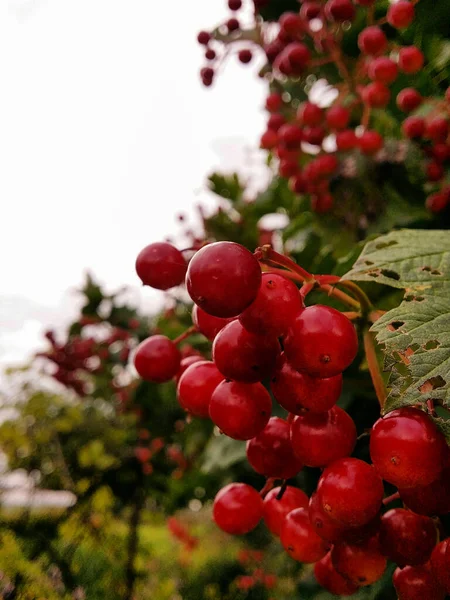 Montón Bayas Rojas Viburnum Cerca Arbusto —  Fotos de Stock