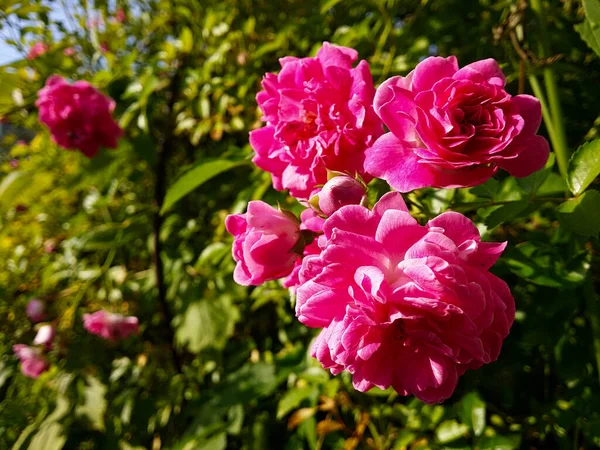 Rosa Blüten Einer Sprayrose Vor Dem Hintergrund Eines Grünen Busches — Stockfoto