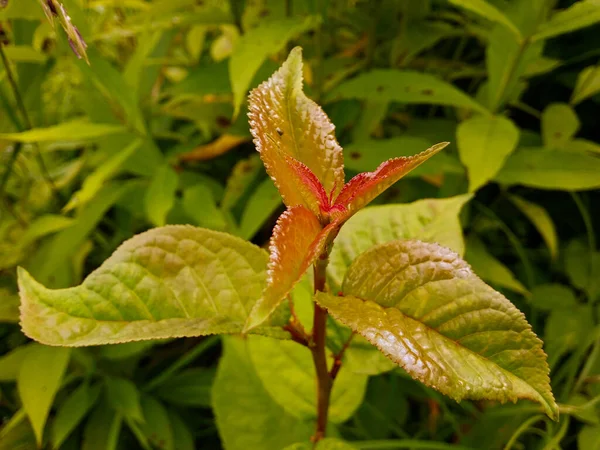 Ein Pflaumenkeim Mit Zarten Rot Grünen Blättern Nahaufnahme Vor Einem — Stockfoto