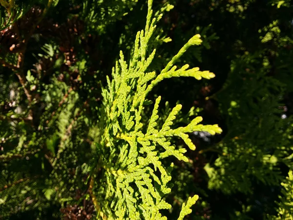 Twig Green Thuja Bright Sunlight Background Shade Green Crown Thuja — Stock Photo, Image