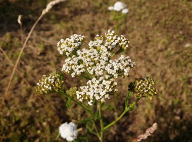 Kahverengi toprağın arka planında beyaz yarrow çiçekleri.