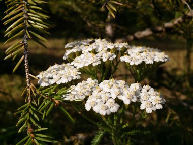 Genç bir ladin ve ladin dallarının yeşilliğinin arka planına yakın beyaz tarla çiçekleri..