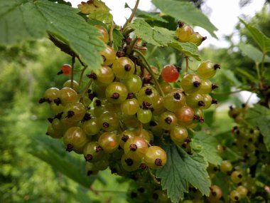 Olgunlaşmamış kırmızı frenk üzümü sürüsü..