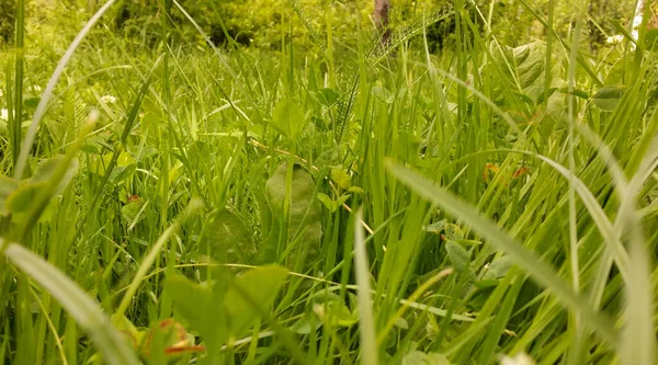 Pradera Hierba Verde Crecimiento Bajo Diferentes Plantas — Foto de Stock