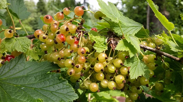 Olgunlaşmamış kuşüzümü kendi dalına yakın duruyor..