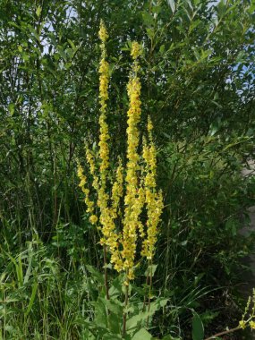 Doğal ortamında güzel sarı çiçekleri olan kır çiçekleri..