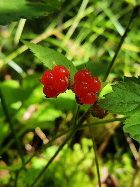 Frutos Jugosos Rojo Escarlata Una Baya Piedra Silvestre Una Ramita —  Fotos de Stock