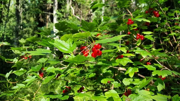 Украшенная Красная Ягода Обыкновенной Жимолости Естественной Среде Смешанного Лиственного Леса — стоковое фото
