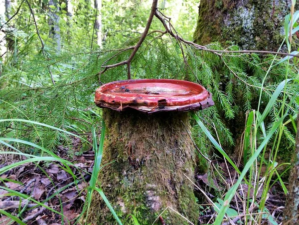 The paint can lid litters the forest\'s nature.