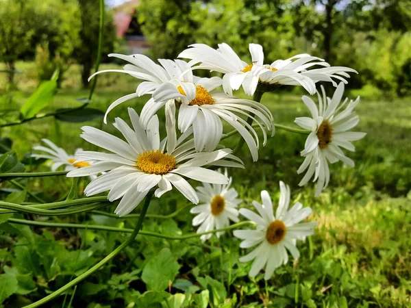 여름날푸른 눈처럼 꽃잎이 커다란 데이지 아름다운 꽃다발 — 스톡 사진