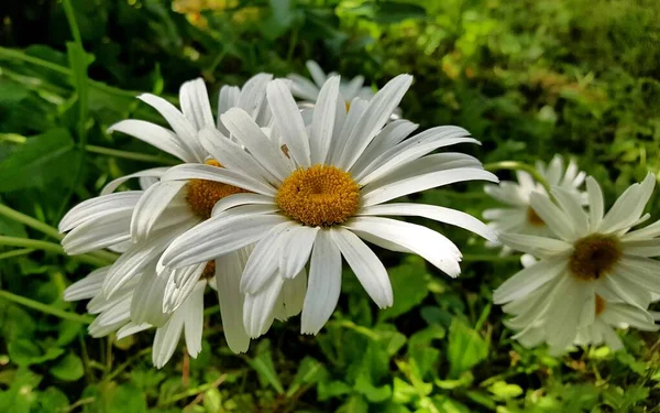 Biało Żółte Kwiaty Rumianku Zbliżenie Naturalnym Środowisku Zielonej Łąki Letniej — Zdjęcie stockowe