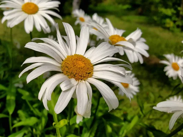 Riesige Kamillenblüten Auf Dem Grünen Rasen Eines Sommergartens Einem Sonnigen — Stockfoto