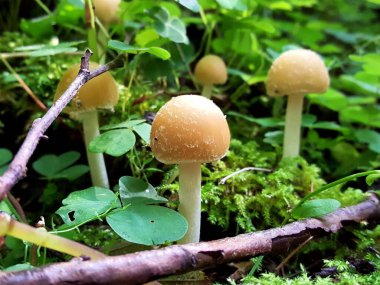 Karışık bir ormanın doğal toprağı üzerindeki Psathyrella cinsinin çok güzel ve kırılgan mantarları yeşil yosun, taze ot ve düşmüş dallarla kaplıdır..