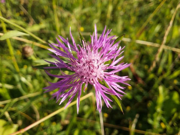 Kornblume Ist Eine Violette Wildblume Von Feldern Und Wiesen Zarte — Stockfoto