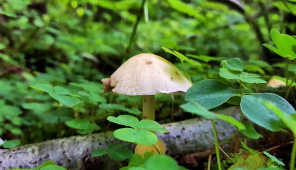 Capuchon Encore Clair Psathyrella Candolleana Dessus Herbe Verte Tendre Faible — Photo