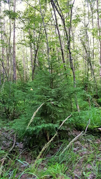 Abeto Verde Jovem Cresce Nas Terras Baixas Floresta Mista Torno — Fotografia de Stock