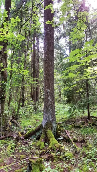 Krajina Smíšeného Lesa Uprostřed Smrkový Kmen Oddenkem Trčícím Půdy Který — Stock fotografie