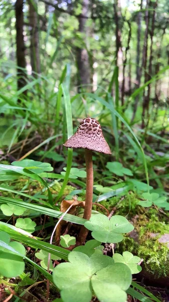 Gyönyörű Gomba Lepióta Gesztenye Kinövések Egy Sapka Egy Természeti Környezetben — Stock Fotó