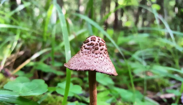 Egy Gyönyörű Gomba Lepióta Gesztenye Színű Kinövések Egy Sapka Természetes — Stock Fotó