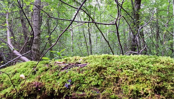 Thickets of temperate deciduous forest. The gaze is focused on thickets of temperate deciduous forest, but an old log covered with green moss interferes in front.