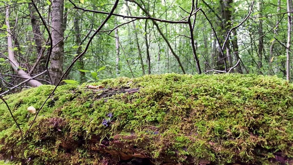Ein Alter Den Boden Eingewachsener Baumstamm Bedeckt Mit Grünem Waldmoos lizenzfreie Stockbilder