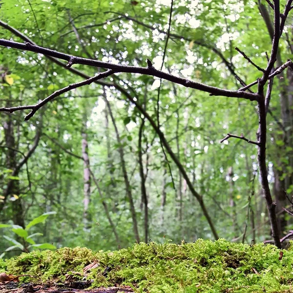 Grünes Waldmoos Rand Eines Umgestürzten Alten Baumstammes Einer Laubwald Umgebungslandschaft — Stockfoto