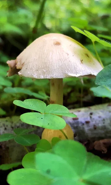 Fiatal Gyönyörű Gomba Psathyrella Candolleana Természetes Környezetében Erdei Talajban Lágy — Stock Fotó