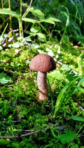 Ein Schöner Leccinum Pilz Mit Einer Kräftigen Braunen Kappe Und — Stockfoto