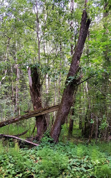 Borda Uma Clareira Floresta Caduca Coberto Com Grama Selvagem Fica — Fotografia de Stock