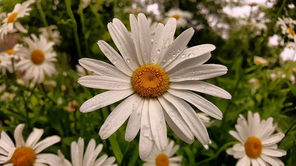 Kwiat Rumianku Ogrodowego Tle Innych Rumianków Krople Deszczu Białych Płatkach — Zdjęcie stockowe