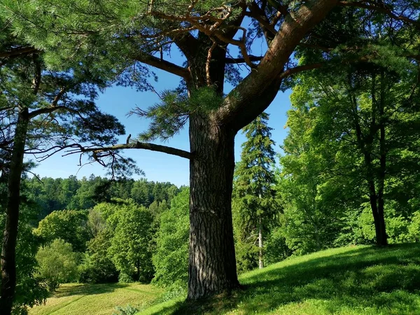Landscape Large Spreading Pine Tree Green Hill Sunny Day Lowland — Stock Photo, Image