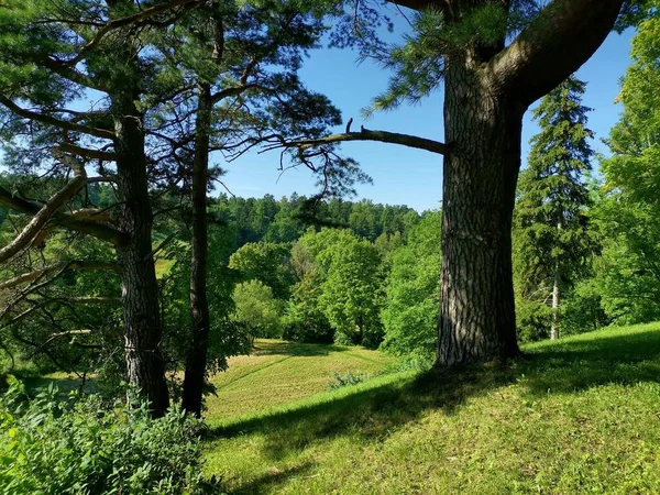 Door Stammen Takken Van Eeuwenoude Dennen Die Helling Staan Opent — Stockfoto