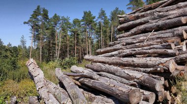 Mavi gökyüzünün altında güneşli bir günde, bir çam ormanının arka planına karşı aşırı büyümüş bir açıklığa istiflenmiş eski kırpılmış kütükler..