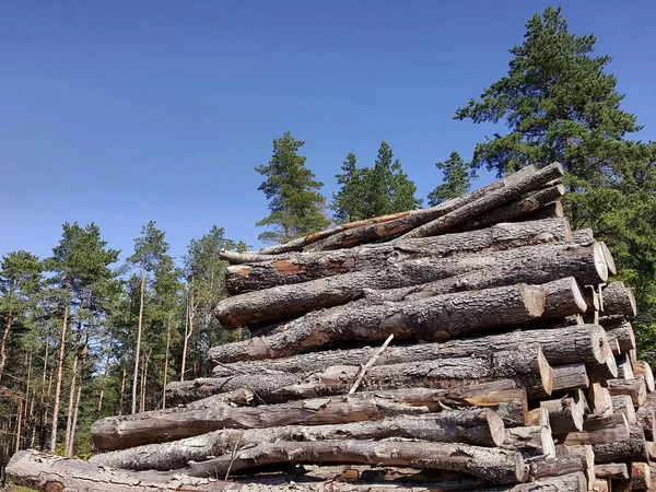 Güneşli bir günde, bir çam ormanının arka planında ve açık mavi gökyüzünde bir yığın kaba kütük..