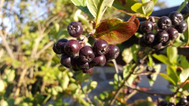 Koyu mor, neredeyse siyah böğürtlenler güneşli bir günde boğuk bir çalılığın dalına yakın dururlar..