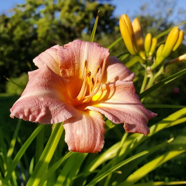 Daylily Con Característicos Pétalos Hinchables Texturizados Color Rosa Blanco Cerca Imagen de archivo