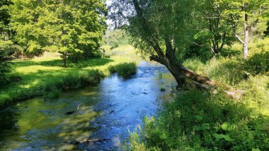 Hızlı bir orman nehri gölgeden çıkar ve yaprak döken ormanın yeşilliği güneşli tarafa doğru akar..