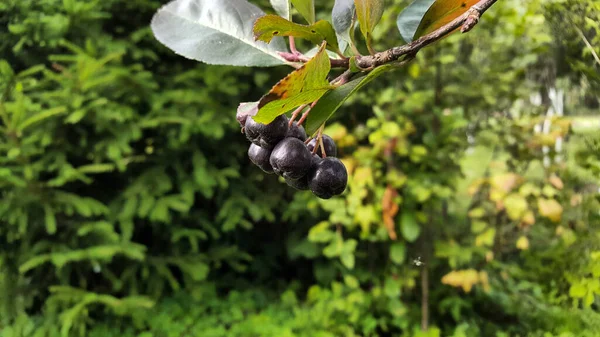 Bir grup sulu, olgun ve siyah meyve, bahçenin doğal yeşilliğinin arka planında yapraklarla kendi ince dalına yakın dururlar..