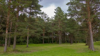 Yeşil çimlerle çevrili, orman parkı bölgesinde uzun çam ağaçlarıyla çevrili temiz bir çayır. Bulutlu bir günün sessiz ışığı.