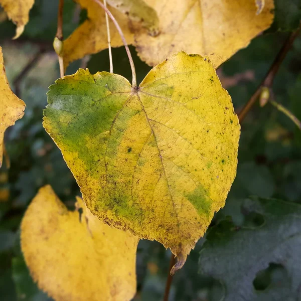 一片淡黄的秋天林登树叶的特写 它的颜色仍然是绿色的 自然环境中的枝条与其他黄色叶子的背景形成了鲜明的对比 — 图库照片