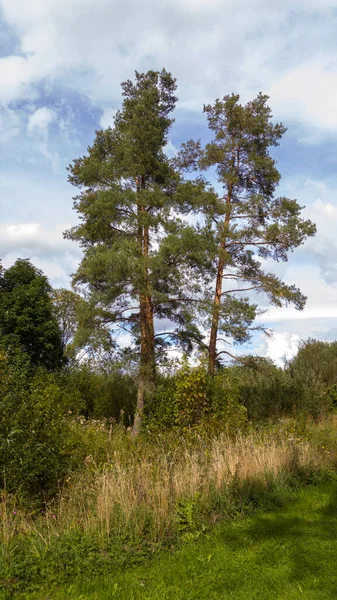 Claro Bosque Entre Arbustos Hoja Caduca Hierba Silvestre Tres Pinos — Foto de Stock